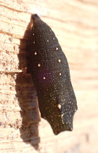 Lasiommata sp.